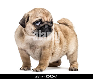 Chiot carlin debout, isolated on white Banque D'Images