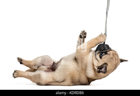 Chiot pug jouant avec une serviette, isolated on white Banque D'Images