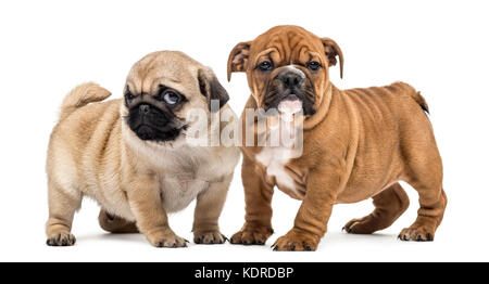 Carlin et bulldog Anglais chiots côte à côte, isolated on white Banque D'Images