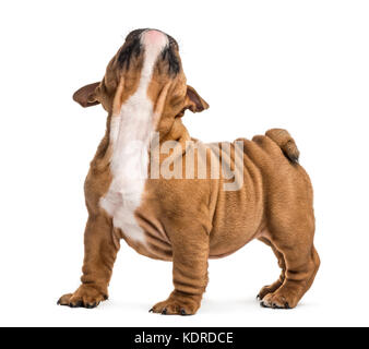 Chiot bouledogue anglais looking up, isolated on white Banque D'Images