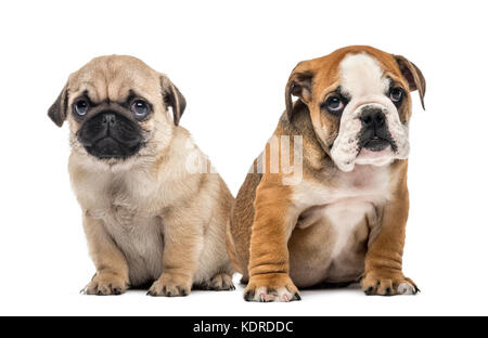 Carlin et bulldog Anglais chiots côte à côte, isolated on white Banque D'Images