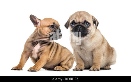 Le PUG Chiots bulldog et côte à côte, isolated on white Banque D'Images