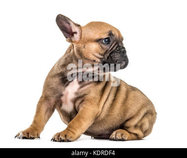 Chiot bulldog à l'arrière, isolated on white Banque D'Images