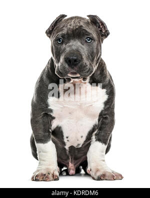 American bully puppy sitting, isolated on white Banque D'Images