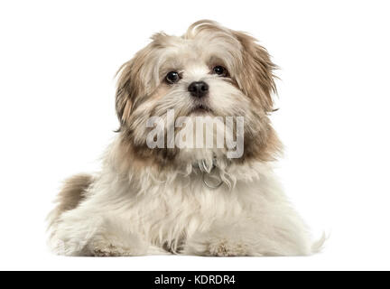 Lhassa Apso allongé regardant la caméra, isolated on white Banque D'Images