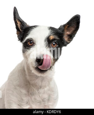Close-up d'un Jack Russell de lécher son nez, isolated on white Banque D'Images