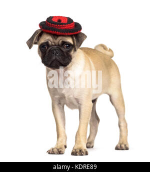 Le PUG debout avec un chapeau, isolated on white Banque D'Images