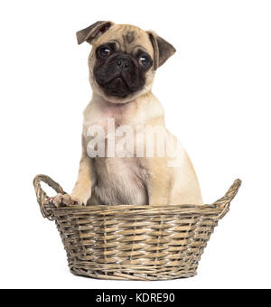 Le PUG assis dans un panier en osier, isolated on white Banque D'Images