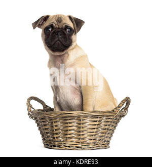 Le PUG assis dans un panier en osier, isolated on white Banque D'Images