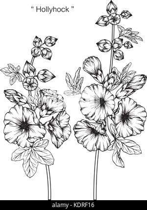 Dessin de fleurs rose trémière illustration. Noir et blanc avec des illustrations. Illustration de Vecteur