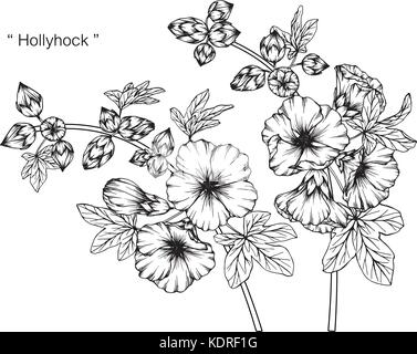 Dessin de fleurs rose trémière illustration. Noir et blanc avec des illustrations. Illustration de Vecteur