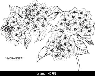 Dessin de fleurs d'hortensias illustration. Noir et blanc avec des illustrations. Illustration de Vecteur