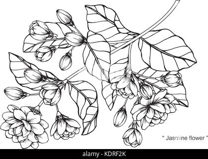 Dessin de fleurs de jasmin illustration. Noir et blanc avec des illustrations. Illustration de Vecteur