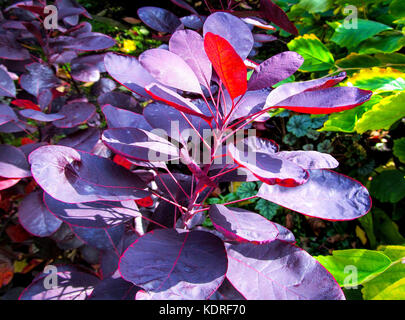 Arbuste violet royal Banque D'Images