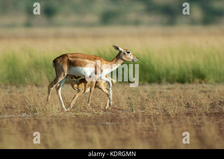 L'image de Blackbuck ( Antilope cervicapra) Mère et jeune suckling dans Taal chappar Rajasthan, Inde Banque D'Images