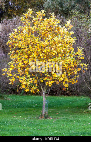 Liriodendron tulipifera ' Jackson ', arbre de tulipe arbre d'automne arbre à feuilles caduques Banque D'Images