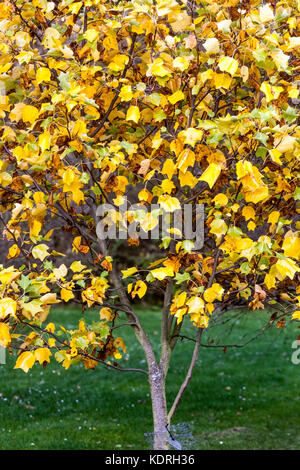 Liriodendron tulipifera ' Jackson ', feuillage d'automne du peuplier tulipe Banque D'Images