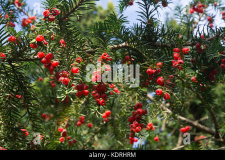 Baies d'if rouge ou arils, arbre Taxus baccata en Angleterre, Royaume-Uni Banque D'Images