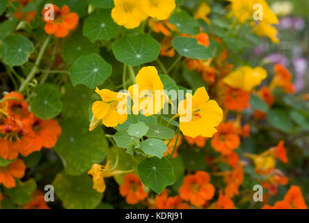 Tropaeolum majus. capucines dans le jardin. Banque D'Images