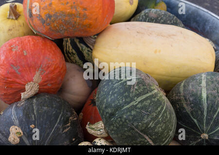 Close up de citrouilles orange, jaune et vert courge spaghetti de courge d'hiver marques linéaires. l des produits fraîchement cueillis a encore du sol sur la surfa Banque D'Images