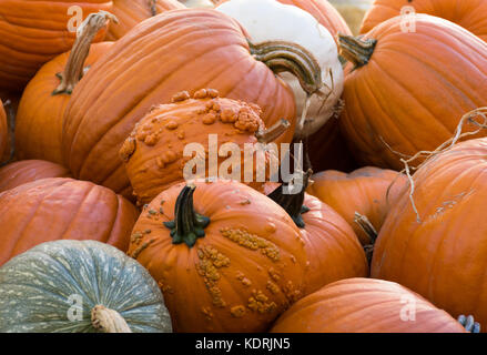 Une variété d'orange, vert et blanc pumpkins empilées les unes sur les autres. photographié en lumière naturelle avec une faible profondeur de champ. Banque D'Images