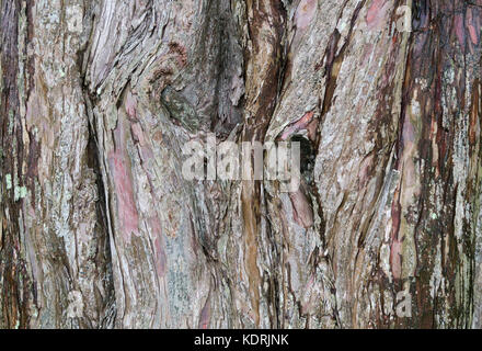 L'art et de l'écorce. Forme particulière et la texture de l'écorce d'un vieil arbre en Angleterre, Royaume-Uni. Banque D'Images