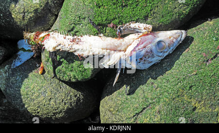 Fin. Un poisson poissons morts ou en décomposition échoués sur les rochers Banque D'Images