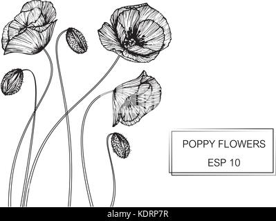 Illustration dessin fleur de pavot. Noir et blanc avec des illustrations. Illustration de Vecteur