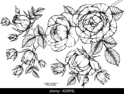 Dessin de fleurs roses illustration. Noir et blanc avec des illustrations. Illustration de Vecteur