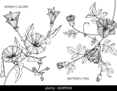 Gloire du matin et Papillon fleur Pois dimensions illustration. Noir et blanc avec des illustrations. Illustration de Vecteur