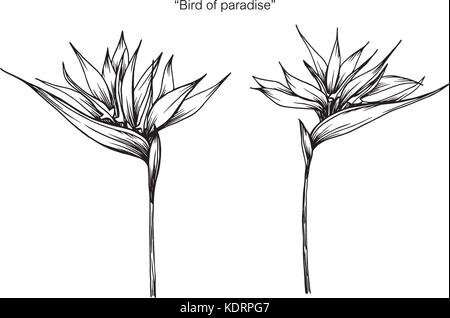 Bird of Paradise flower dessin. Illustration de Vecteur