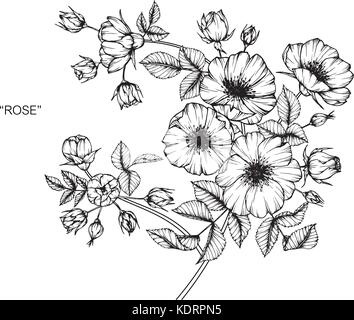 Dessin de fleurs roses sauvages illustration. Noir et blanc avec des illustrations. Illustration de Vecteur
