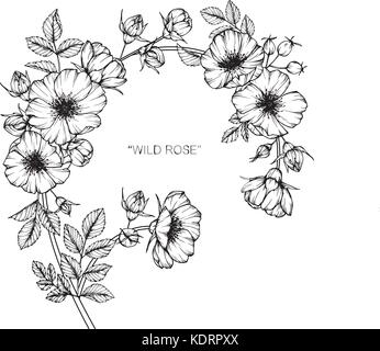 Dessin de fleurs roses sauvages illustration. Noir et blanc avec des illustrations. Illustration de Vecteur