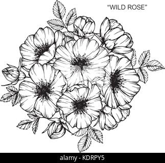 Dessin de fleurs roses sauvages illustration. Noir et blanc avec des illustrations. Illustration de Vecteur