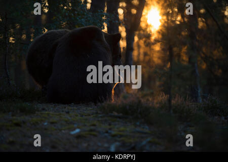 Ours brun eurasien / Europaeische Braunbaeren ( Ursus arctos ) combats, lutte, se mordre, combat ludique, belle situation de contre-jour, EUR Banque D'Images