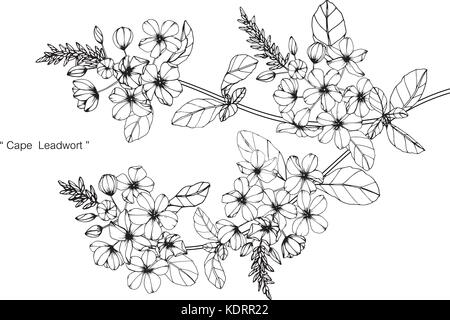 Cape leadwort illustration dessin de fleurs. Noir et blanc avec des illustrations. Illustration de Vecteur