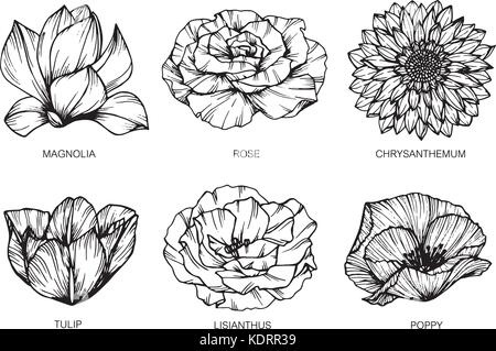 Collection de fleurs le dessin et croquis avec line-art sur fonds blancs. Illustration de Vecteur