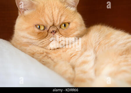 Chat persan exotique gingembre portrait. vue rapprochée, horizontal Banque D'Images