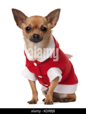 Chihuahua, 1 ans, in front of white background Banque D'Images