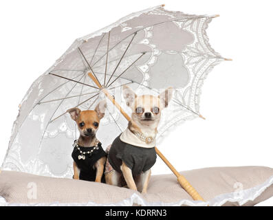 Les Chihuahuas, 3 ans, assis sous un parasol contre fond blanc Banque D'Images