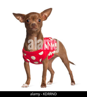 Chihuahua, 1 ans, standing against white background Banque D'Images