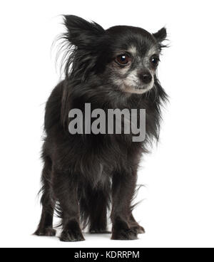 Chihuahua, 8 ans, standing against white background Banque D'Images