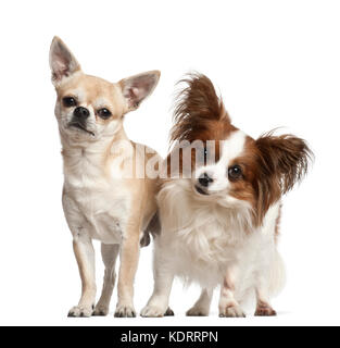 Les Chihuahuas, 2 et 4 ans, standing against white background Banque D'Images