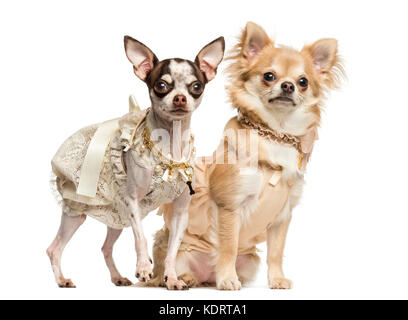 Deux chihuahuas dressed-up assis et debout, 2 ans et 9 mois, isolated on white Banque D'Images
