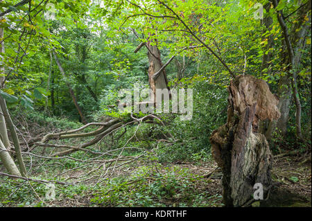 Forêts anciennes menacées par un développement routier55 près de Connah's Quay Flintshire Banque D'Images