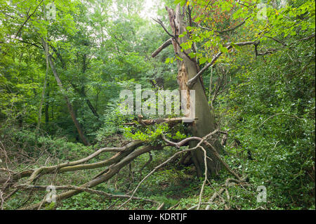 Forêts anciennes menacées par un développement routier55 près de Connah's Quay Flintshire Banque D'Images