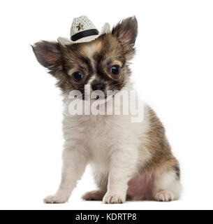 Chihuahua chiot portant un chapeau de cowboy (2 mois) Banque D'Images