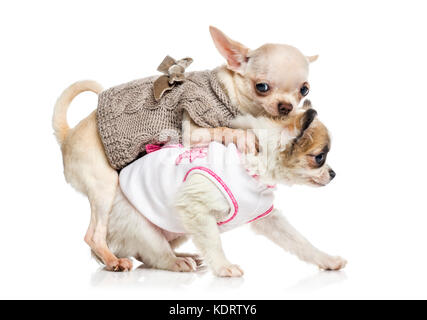 Chihuahua chiot (3 mois) Banque D'Images