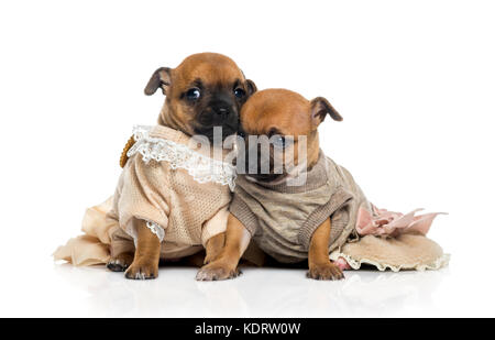 Deux chihuahuas chiots habillé (1 mois) Banque D'Images