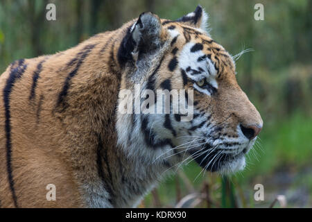 Un tigre de Sibérie ou tigre de l'amour - le nord-est de la Chine et de l'est de la Sibérie en Russie. Panthera tigris. Banque D'Images